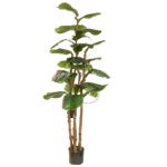 Fiddle Leaf Boom