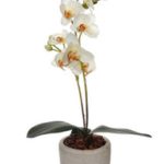 Orchidee in ceramic potje
