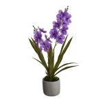 Touch Ascodenda in pot