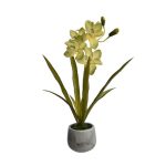 Touch Cymbidium in pot
